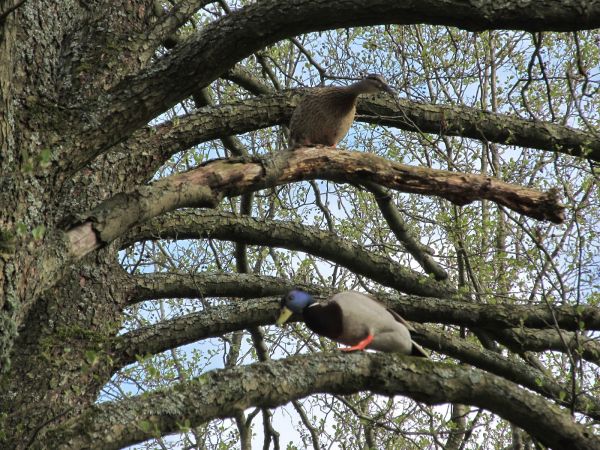 Kaczki na drzewie kanałem rzeki Wdy