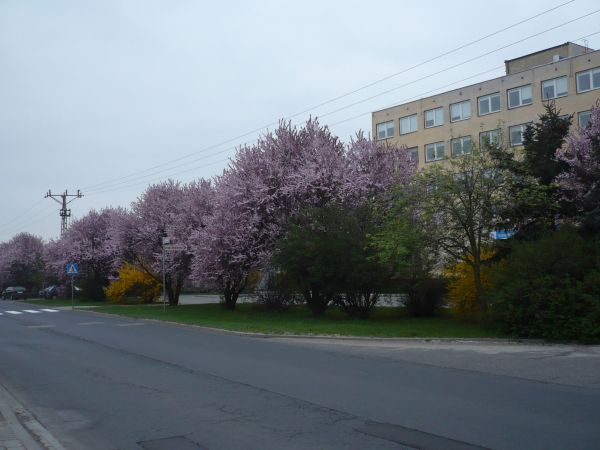 Ulica gen. D.Chłapowskiego w głębi budynek Urzędu skarbowego.