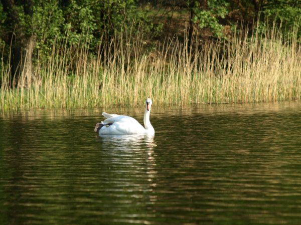 Majowy wekend nad jeziorem w Szczekarzewie