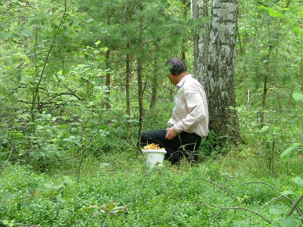 W lasach Złotnika znajdziemy dużo grzybów.