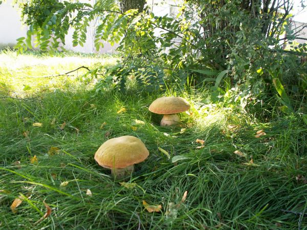 Leśni bracia - drugie ujęcie