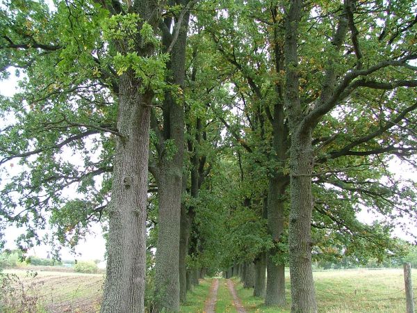 Aleja na cmentarz rodziny REDECKER