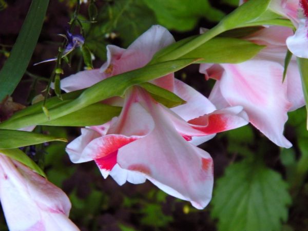 kwiat jeśli się nie mylę mały fragment Irysa