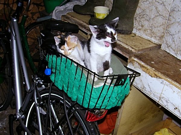 dwa młode koty może kotki dwie