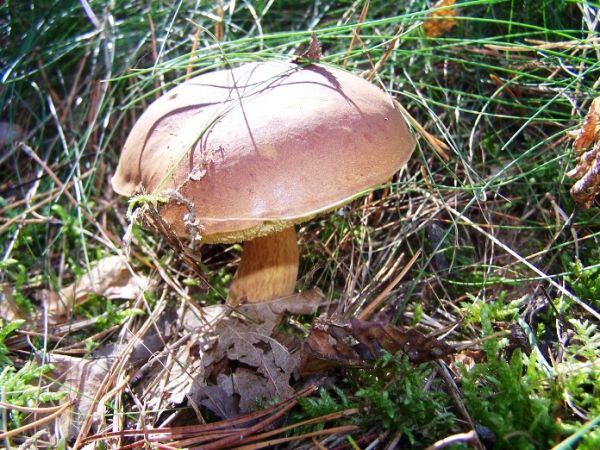 grzyby w lasach Pojezierza Brodnickiego