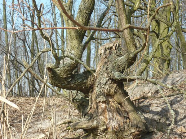 zdjecie Wola Wężykowa