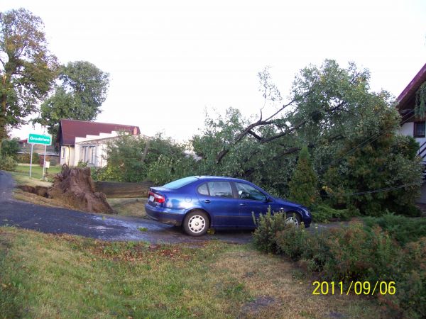 Powalone drzewa na granicy Bródzek i Grodztwa.