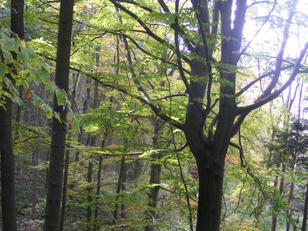 Na zboczu Góry Parkowej