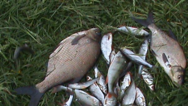 Rybki złowione jezi; raduni