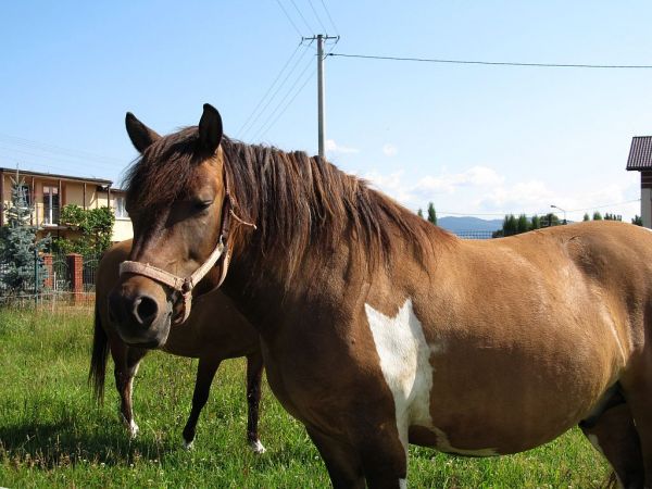 zdjecie Pietrzykowice