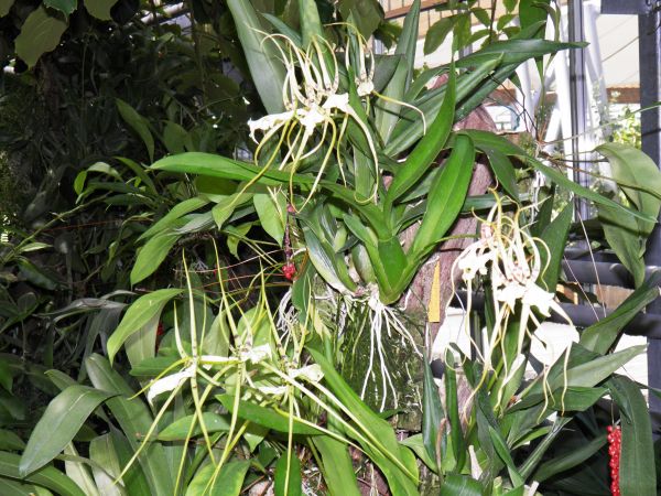 Zamek - Muzeum w Łańcucie. Storczykarnia