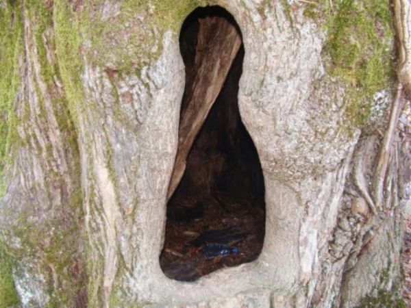 dziupla w lipie w sąsiedztwie cerkwi. Dalej potok Rupnik i knieja niemalże - enklawa Durnej i Korbani a w połowie szlaku z Łopiennika - niegdyś zwanym Kardykoło