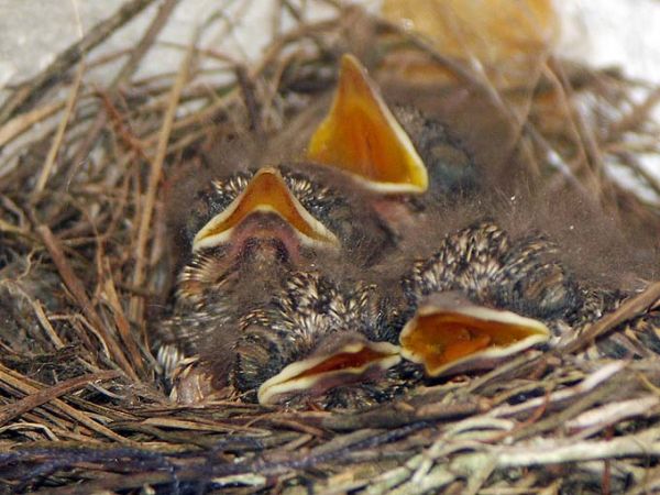 zdjecie Mały Bukowiec