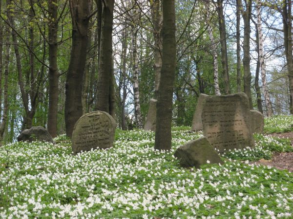 Na wzgórzu: renesansowe nagrobki żydowskie - macewy , wśród poszycia - kobierca zawilca gajowego /anemona/ w maju - prymnego najbardziej a te cmentarne modrzewi