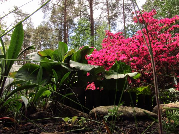 Na działkach w Borsku