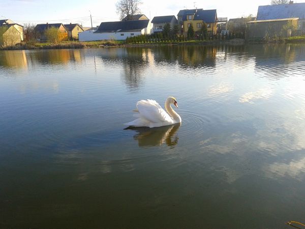 Nad stawem w Zalesiu