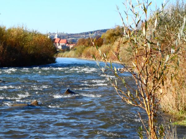 N.Sącz,rz.Kamienica