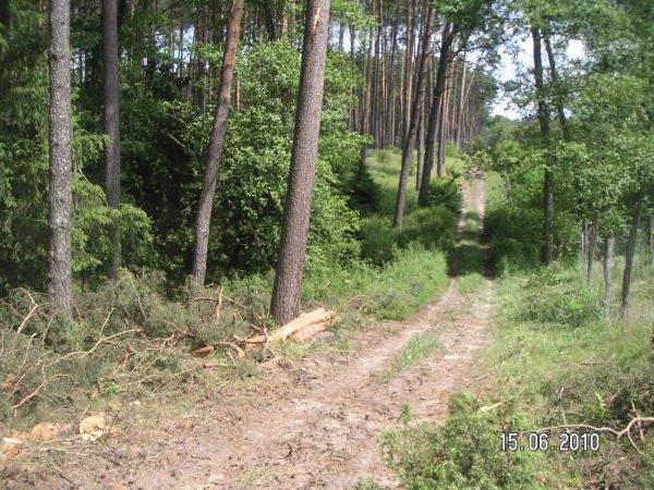 Dukt leśny pod, którym przepływa Rzeczka Bezimienna. Po prawej obecnie wycinka starych drzew.