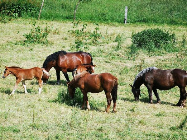 Kuksy - konie zimnokrwiste.