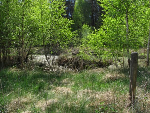 Teren położony niedaleko kanału rzeki Wdy, w lesie po drugiej stronie drogi gminnej