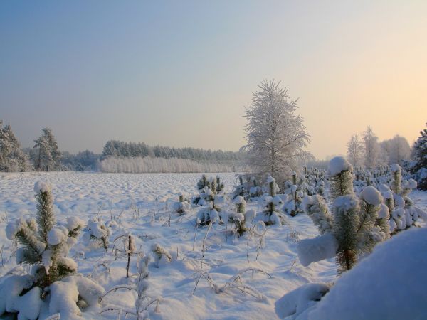 zdjecie Tyniewicze Duże