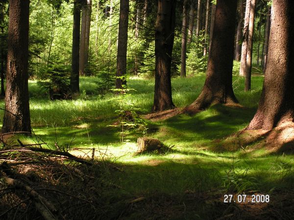 Las okolice Gostkowa