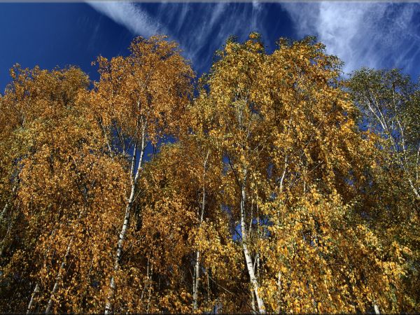 zdjecie Tyniewicze Duże