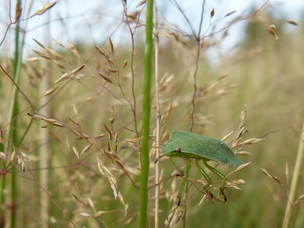 zdjecie Białowieża