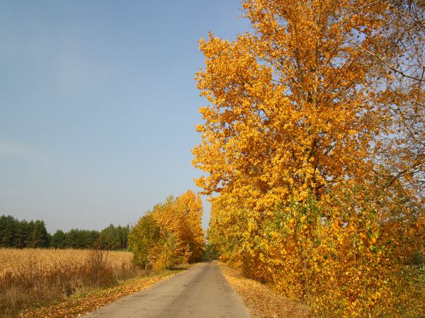 zdjecie Tyniewicze Duże