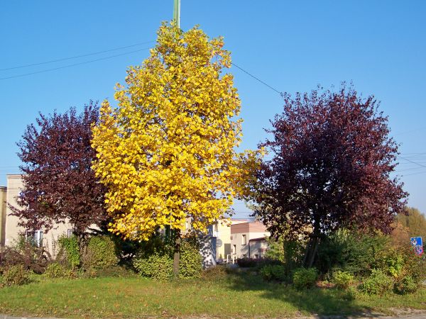 Rondo Piaski w jesiennych barwach.