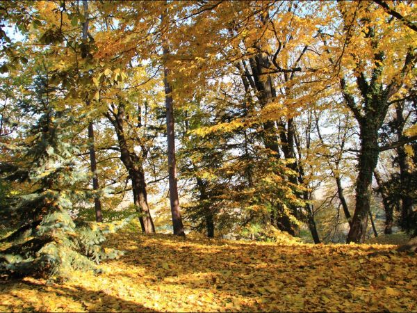 Klasztor i park  ss. Niepokalanek na Głębokiej.
