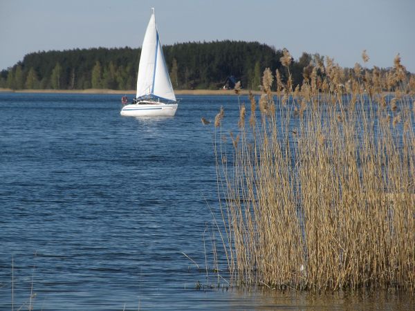 Trzcina nad brzegiem jeziora Wdzydze