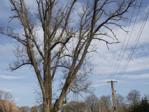 na dziedzińcu dworskim, przed budynkiem folwarcznym : świadek dziejów - dostojny pomnik przyrody, ubogacony kapliczką. Samotnie rosnące drzewa - - tzw. syngieli