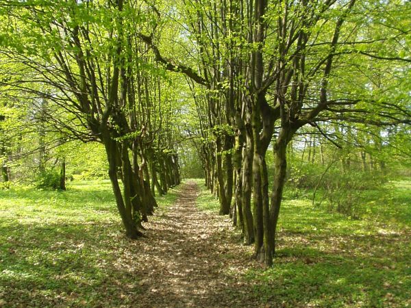 Zielona alejka w centrum lasu