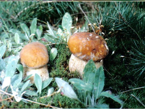 Piękne borowiki których w sezonie jest tu nie malo.