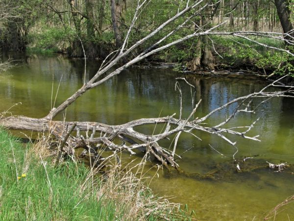 Kanał rzeki Wdy oraz teren nad nim położony
