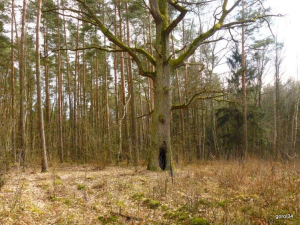 Dąb z dziuplą na Fideście.