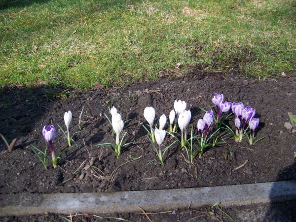 Kolorowe zwiastuny wiosny