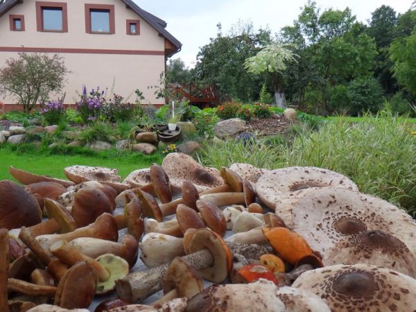 Stojcino- Grzyby zebrane w okolicy.