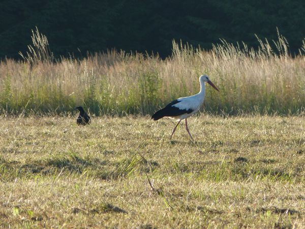 zdjecie Białowieża