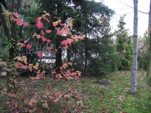 Łopienno, jesień w ogrodzie.