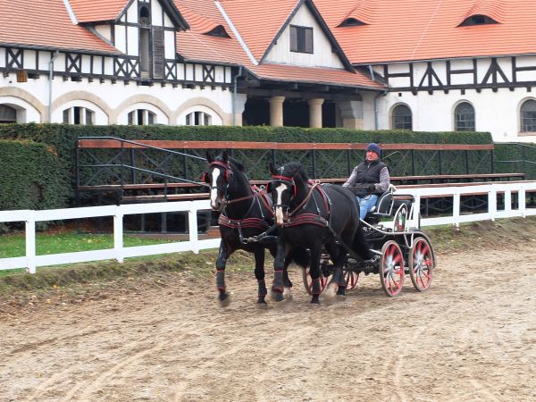 Trening  na padoku do zawodów krosowych
