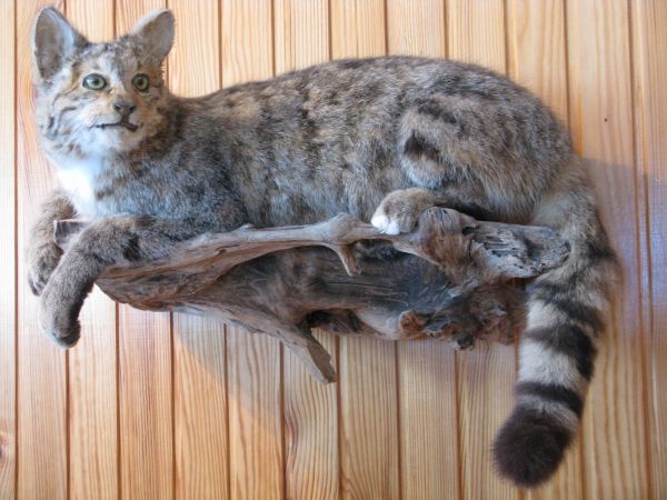 W budynku nadleśnictwa znajduje się interesująca wystawa dotycząca historii lasów, połączona z atrakcyjną ekspozycją owadów, nasion oraz próbek drewna. Na wysta