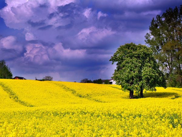 zdjecie Wodzisław Śląski