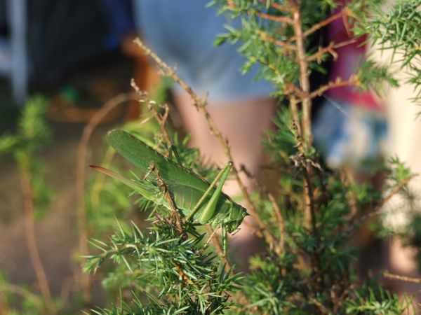Nie skażona natura, cykady na Cykladach