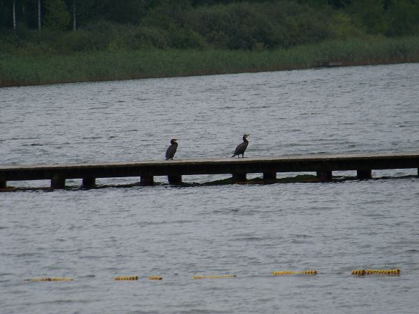 Rodzina kormoranów w czasie wypatrywania łupu
