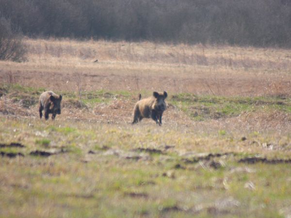 zdjecie Tyniewicze Duże