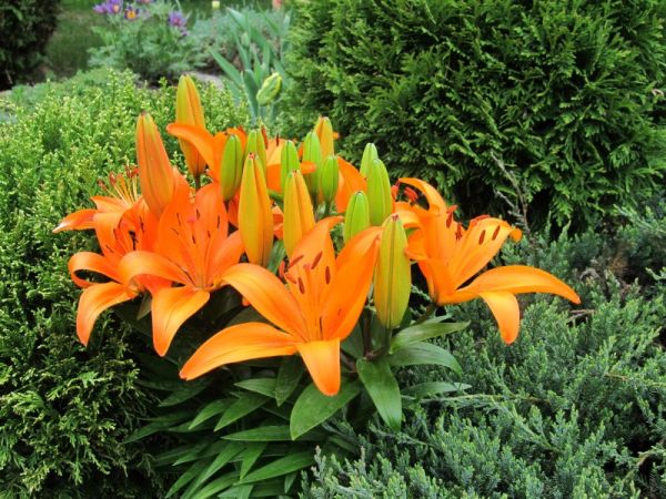 zdjecie Pietrzykowice