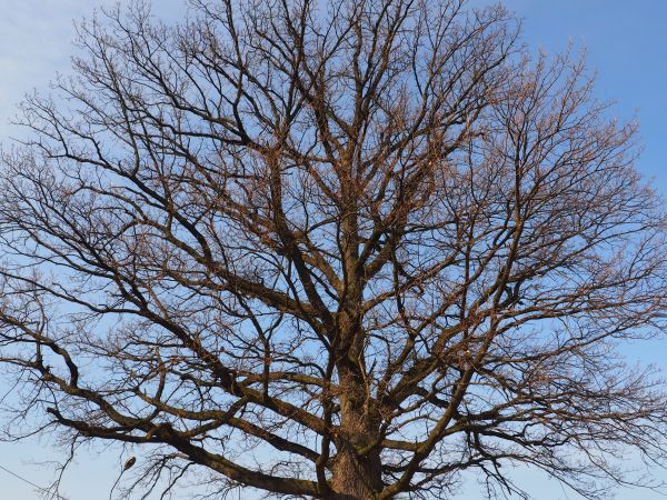 pomnik przyrody - w bliskim sąsiedztwie parku dworskiego a tam 8 dębów a ich wiek szacuje się na 400 - 500 lat  - więcej w tej galerii.