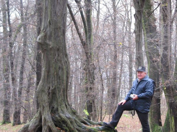 takiemu - to się pokłonić, czapkę przed nim uchylić - toż to pomnik przyrody pewnie! - a nie zdobywcze trofeum ! - Toż to platan z dekoracyjną i obfitą tarczą k